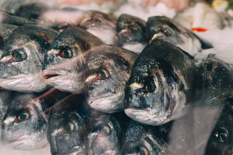 Fresh Fish